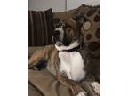 Adopt Molly a Brindle - with White American Staffordshire Terrier / Mixed dog in