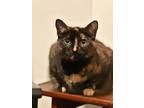 Adopt Sapphire a Domestic Shorthair / Mixed (short coat) cat in Markham