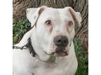 Adopt Janis a Pit Bull Terrier dog in Yankton, SD (38908688)
