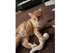 Adopt Murray a Orange or Red Tabby Domestic Shorthair (short coat) cat in