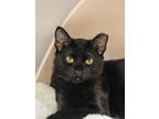 Adopt Sheldon a All Black Domestic Shorthair / Domestic Shorthair / Mixed cat in