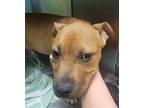 Adopt NIPSEY a Brown/Chocolate Mixed Breed (Medium) / Mixed dog in Jacksonville