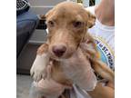 Adopt Remo a Tan/Yellow/Fawn Mixed Breed (Medium) / Mixed dog in St.