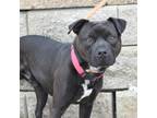 Adopt Chico a Black Pit Bull Terrier / Mixed dog in Riverwoods, IL (38903259)