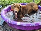 Adopt Obi a Brown/Chocolate Flat-Coated Retriever / Mixed dog in Daytona Beach