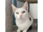Adopt Simone a White Domestic Shorthair / Mixed cat in Port Washington