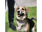 Adopt Hermosa JT a Tan/Yellow/Fawn Beagle / Mixed dog in St Louis, MO (38910740)