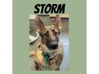 Adopt Storm a Tan/Yellow/Fawn - with Black German Shepherd Dog / Mixed dog in