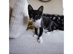 Adopt Dollar Diva a All Black Domestic Shorthair / Mixed cat in Foley