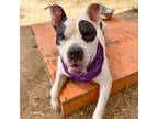 Adopt Toochi a White - with Tan, Yellow or Fawn Pit Bull Terrier / Mixed dog in