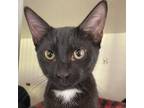 Adopt Zeus a All Black Domestic Shorthair / Mixed cat in Jupiter, FL (38909867)