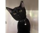 Adopt Aphrodite a All Black Domestic Shorthair / Mixed cat in Jupiter