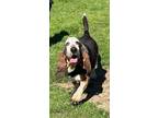 Adopt Poppy B a Basset Hound / Mixed dog in McKinney, TX (38701149)
