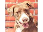 Adopt Sequoia a Weimaraner / Australian Cattle Dog / Mixed dog in Kansas City
