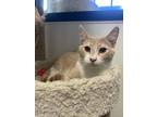 Adopt Inigo a Tan or Fawn Domestic Shorthair / Domestic Shorthair / Mixed cat in