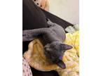 Adopt Cersei Lannister a Gray or Blue Domestic Shorthair / Domestic Shorthair /