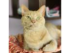 Adopt Bordeaux a Orange or Red Domestic Shorthair / Domestic Shorthair / Mixed