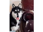 Adopt Kenko a Black - with White Alaskan Malamute / Mixed dog in Lodi