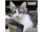Adopt Alyssa Jo / Davis (F) a Gray or Blue Domestic Longhair / Mixed cat in