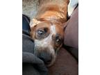 Adopt Roxy a Red/Golden/Orange/Chestnut - with White Australian Cattle Dog /