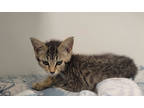 Adopt Patsy Cline a Brown or Chocolate Domestic Shorthair / Domestic Shorthair /