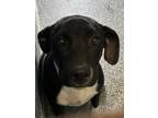 Adopt J.H. a Brindle Labrador Retriever dog in Shawnee, OK (38908747)