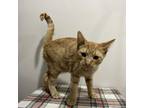 Adopt Tang a Orange or Red Domestic Mediumhair / Mixed cat in Livingston