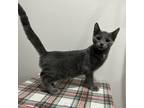 Adopt Tail Tuck Tom a Gray or Blue Domestic Mediumhair / Mixed cat in