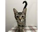 Adopt Taco Bill a Gray or Blue Domestic Mediumhair / Mixed cat in Livingston