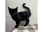 Adopt Tadpole a All Black Domestic Mediumhair / Mixed cat in Livingston