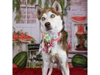 Adopt Nickel a Brown/Chocolate Husky / Mixed dog in Yuma, AZ (38908965)