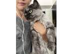 Adopt Coco a Gray or Blue Persian / Mixed (long coat) cat in Orlando