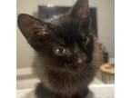 Adopt Terry Joe -QS a All Black Domestic Shorthair / Mixed cat in Tallahassee