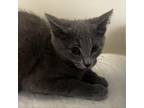 Adopt Dallas a Gray or Blue Domestic Shorthair / Mixed cat in Zanesville