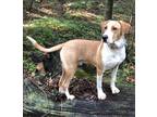 Adopt Brent Cobb a Red/Golden/Orange/Chestnut - with White Labrador Retriever /