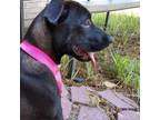 Adopt Iyka a Black Labrador Retriever / Mixed dog in Austin, TX (38909784)