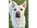 Adopt Regan a White American Pit Bull Terrier / Mixed dog in Red Bluff