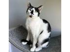 Adopt Jules a White Domestic Shorthair / Mixed cat in Port Washington