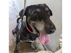 Adopt Jello a Black Shepherd (Unknown Type) / Mixed dog in Edinburg