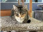 Adopt Allison a Calico / Mixed (short coat) cat in Jim Thorpe, PA (38911657)