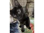 Adopt nighthawk a All Black Domestic Shorthair cat in Massillon, OH (38911635)