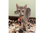 Adopt odi a Gray, Blue or Silver Tabby Domestic Mediumhair cat in Massillon