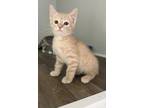 Adopt stardust a Orange or Red Domestic Mediumhair cat in Massillon