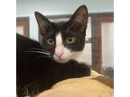 Adopt Johni a All Black Domestic Shorthair / Mixed cat in West Palm Beach