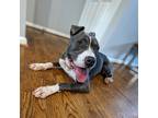 Adopt Luna a Gray/Silver/Salt & Pepper - with White American Pit Bull Terrier /