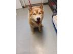 Adopt TITAN a Husky / Mixed dog in Lindsay, CA (38910473)