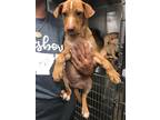 Adopt Fritz a Mixed Breed (Medium) / Mixed dog in Jonesboro, AR (38901944)