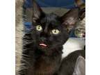 Adopt JIm a Domestic Shorthair / Mixed (short coat) cat in Jonesboro