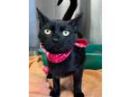 Adopt Tara a Domestic Shorthair / Mixed (short coat) cat in Jonesboro
