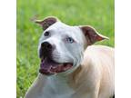 Adopt Topanga a Tan/Yellow/Fawn American Pit Bull Terrier / Mixed dog in